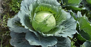 Kidney Diseases Specialist in khulna